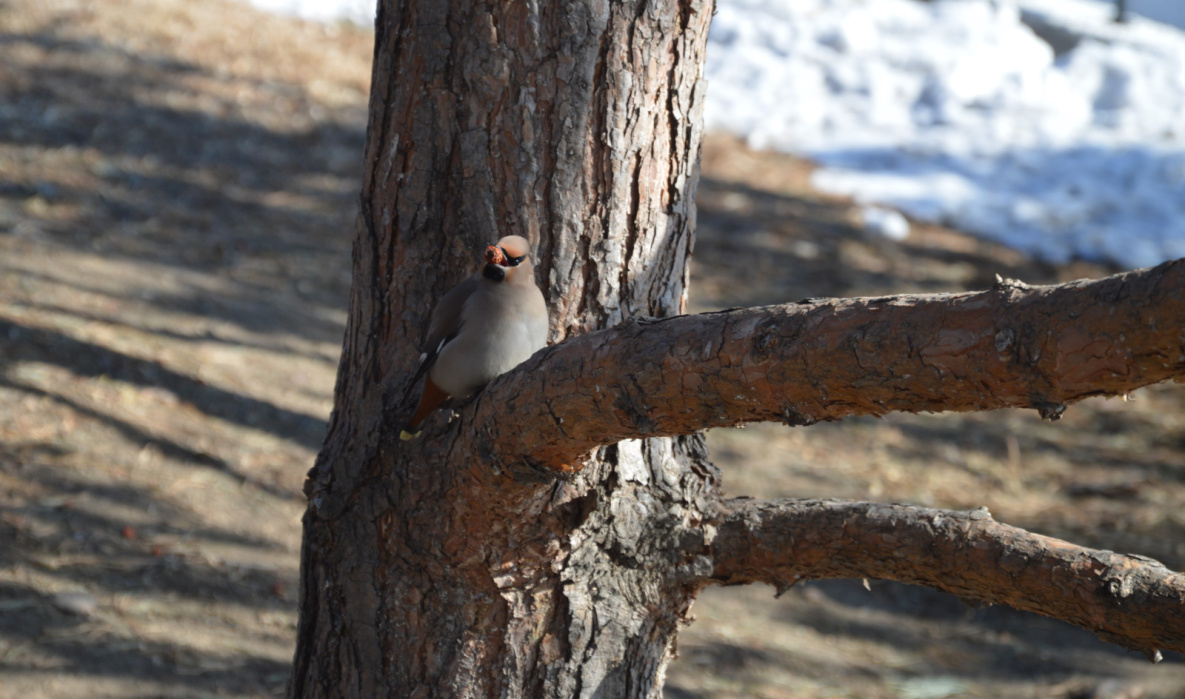 Очередной скачок в плюс пообещали синоптики Хабаровску