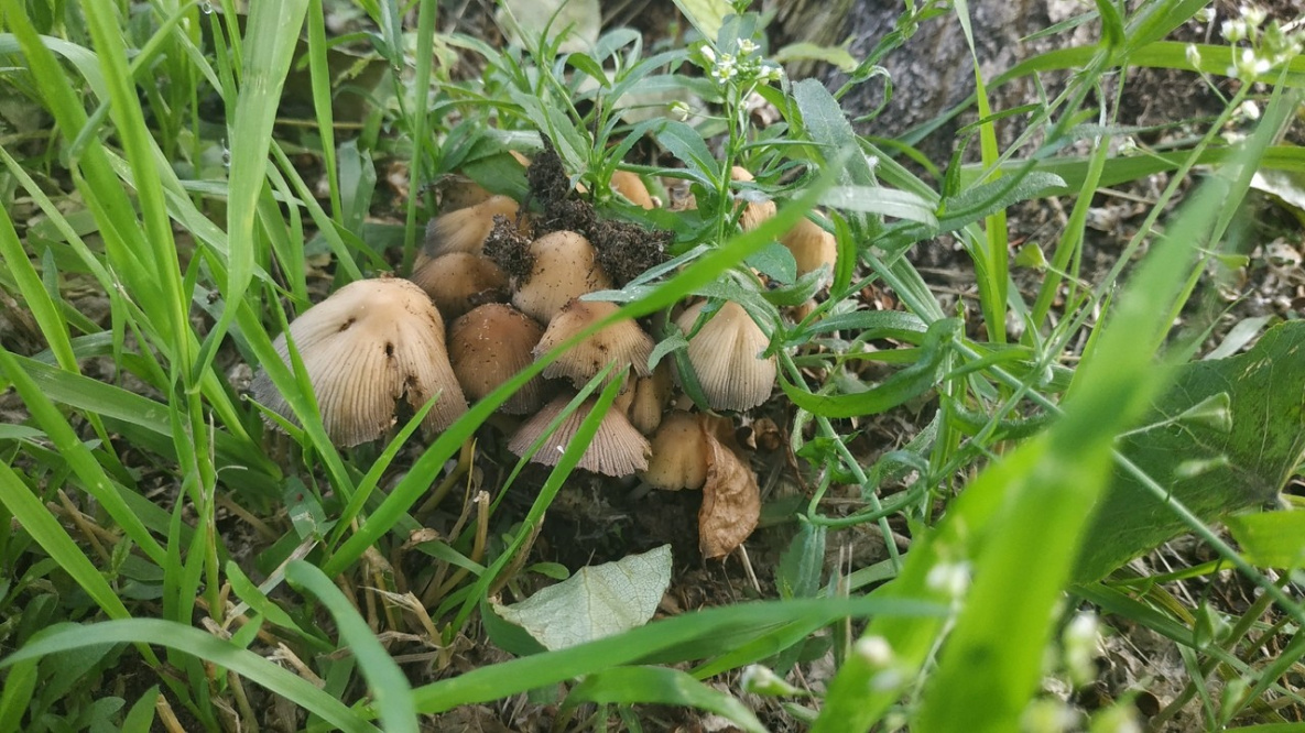 Хабаровчане находят «грибные места» прямо в городе