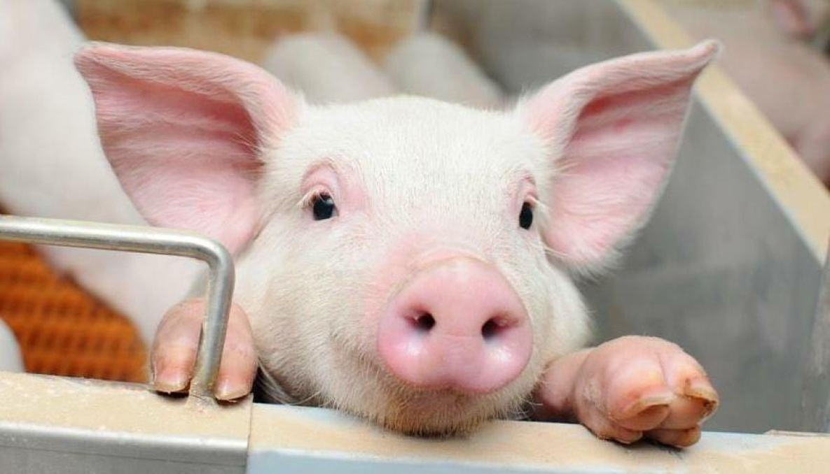 Восьмой очаг африканской чумы свиней выявлен в Хабаровском крае