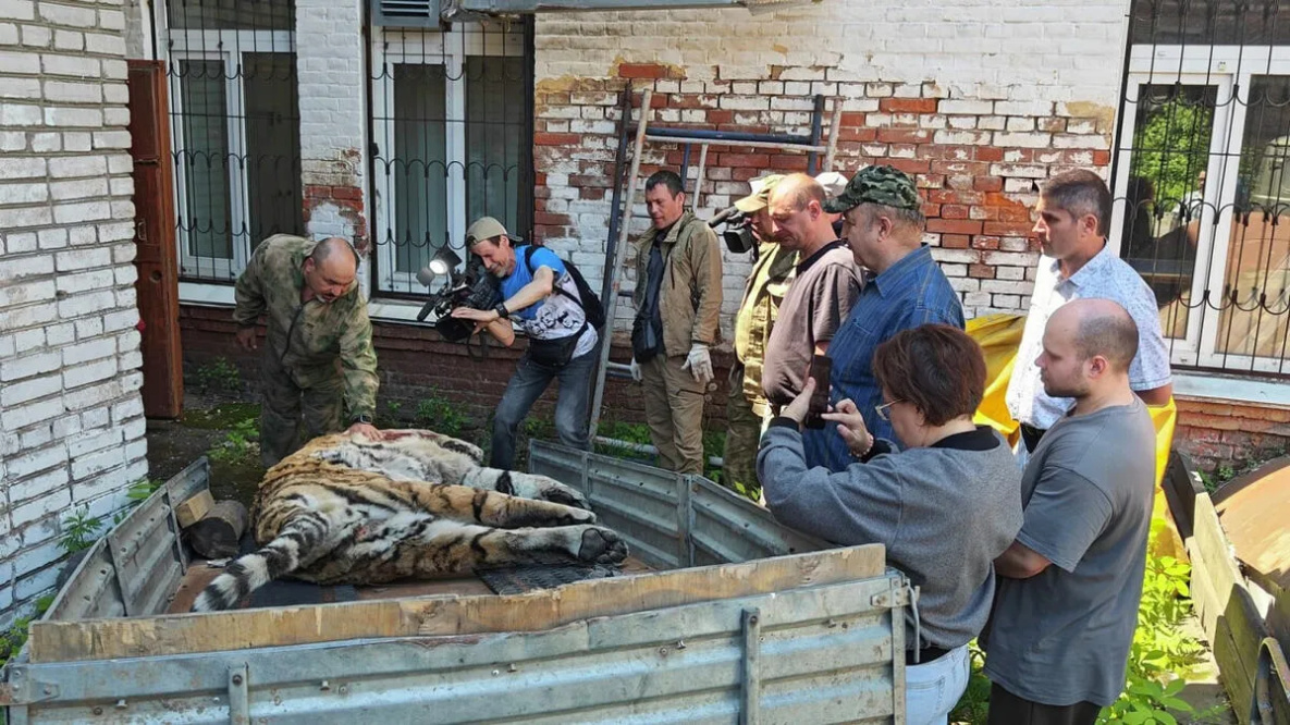 Тушу сбитого на трассе тигра передали Гродековскому музею в Хабаровске