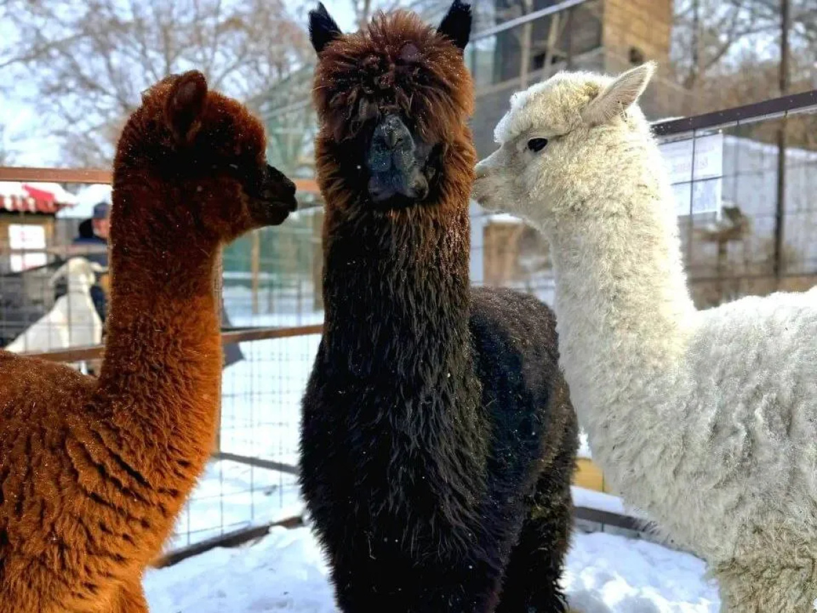 Зоосад Приамурский открыл голосование на выбор имён для южноамериканских альпак