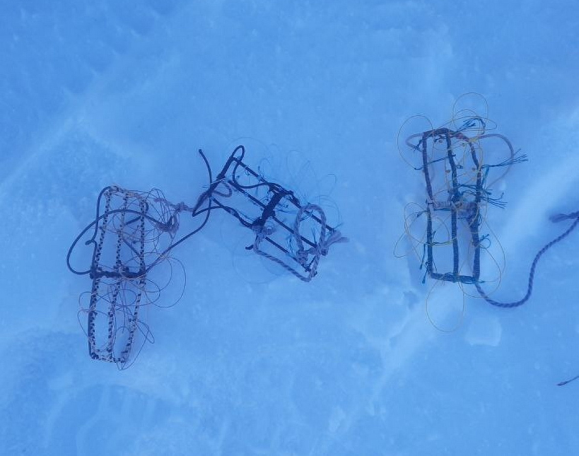 Хабаровчанин незаконно охотился на соколов в Амурской области