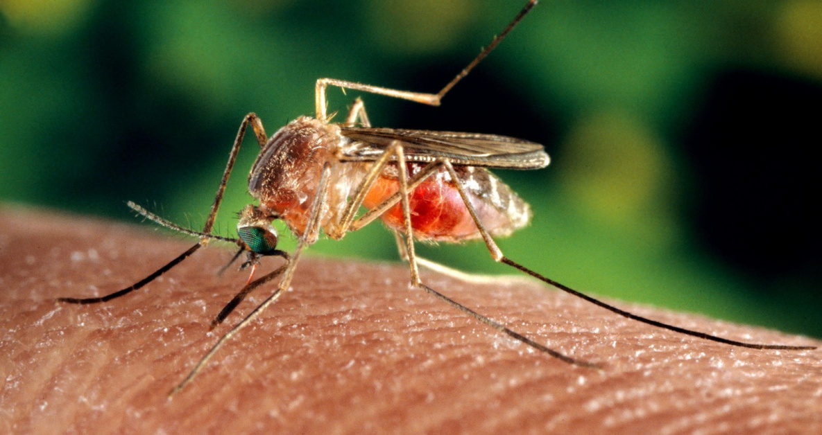 Хабаровчане заметили исчезновение комаров