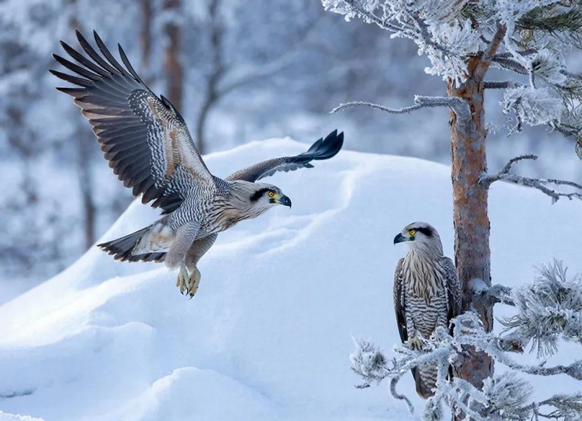 Пять хабаровчан пошли под суд за добычу краснокнижных кречетов