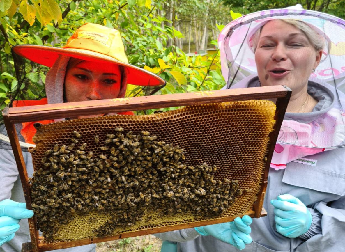 Пчеловодов Хабаровского края научили делать пчёл добрее