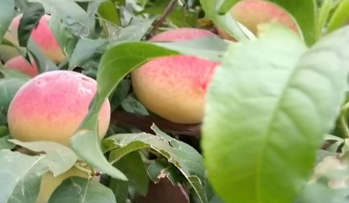 В Хабаровском крае вывели новый сорт персиков