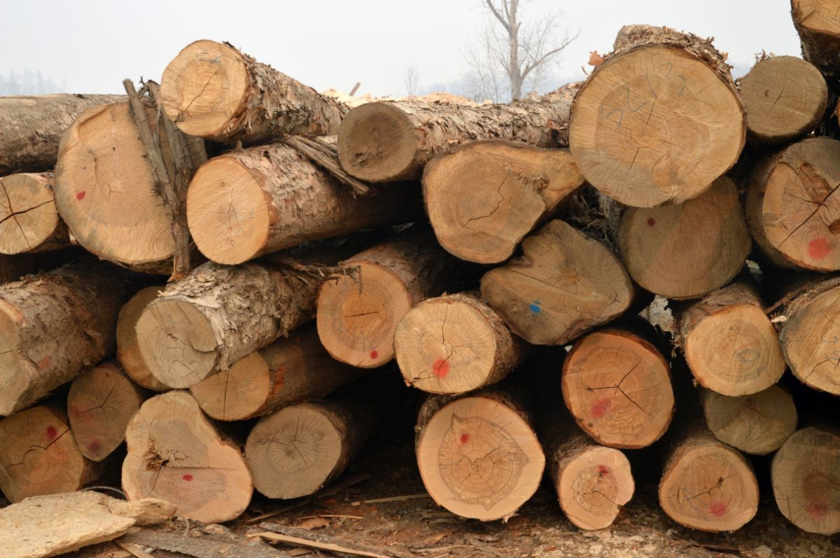 Космомониторинг снизил число незаконных рубок леса в Хабаровском крае
