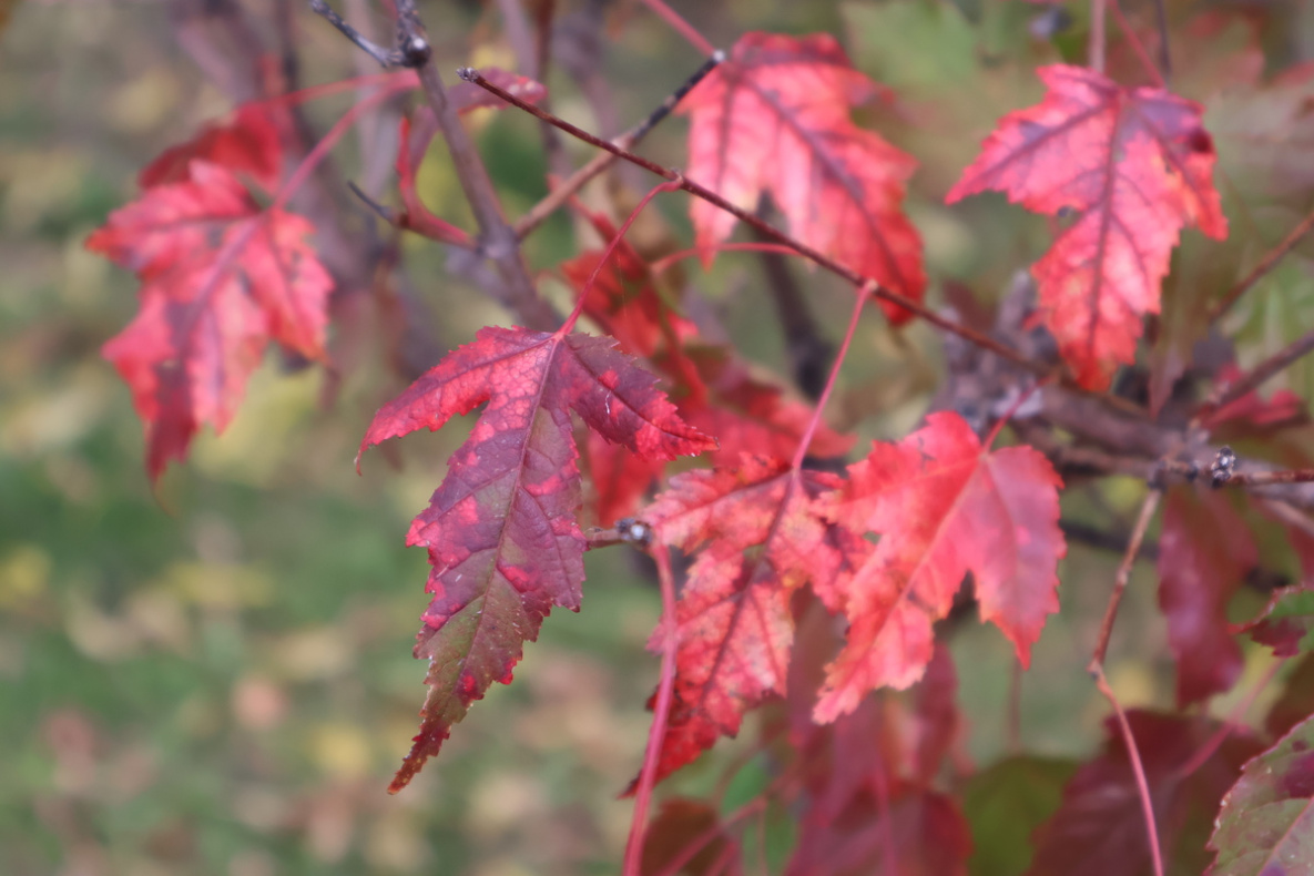 Осень раскрасила улицы Хабаровска в красно-жёлтые тона