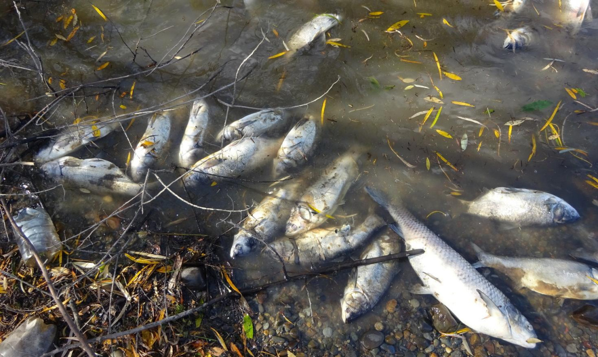 Хабаровские экологи заявили о загрязнении озера при прокладке газопровода