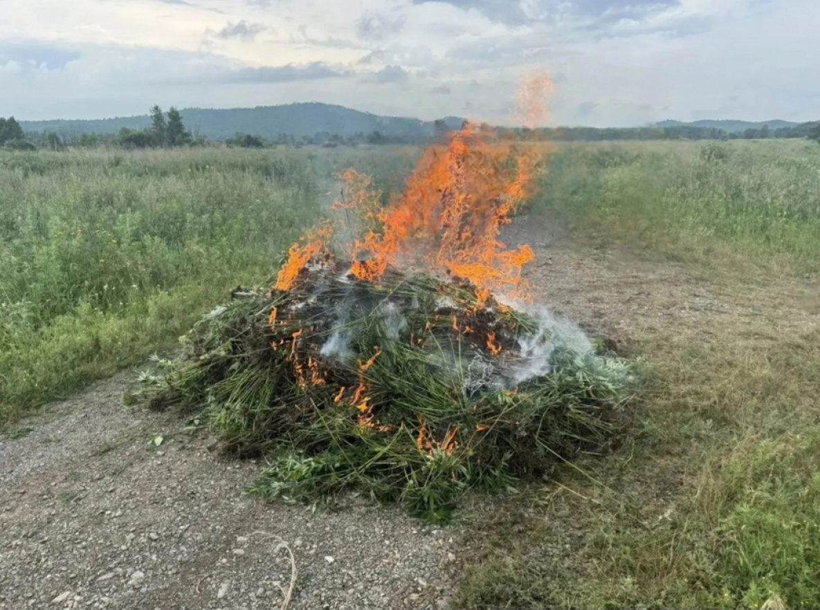 В Хабаровском крае сожгли 524 кг дикой конопли
