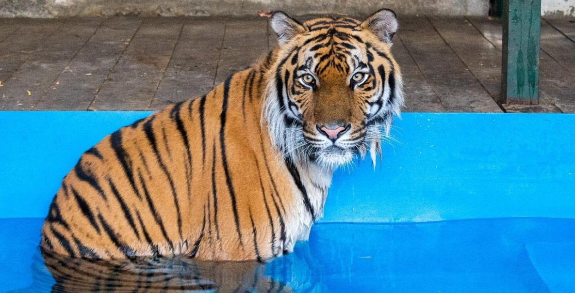 В хабаровском «Утёсе» ждут нового спасённого тигра с Урала