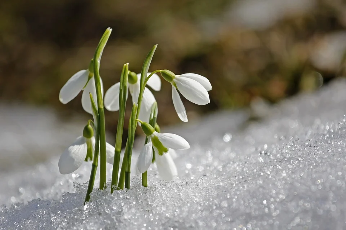Климатическая весна в Хабаровском крае наступает в третьей декаде марта