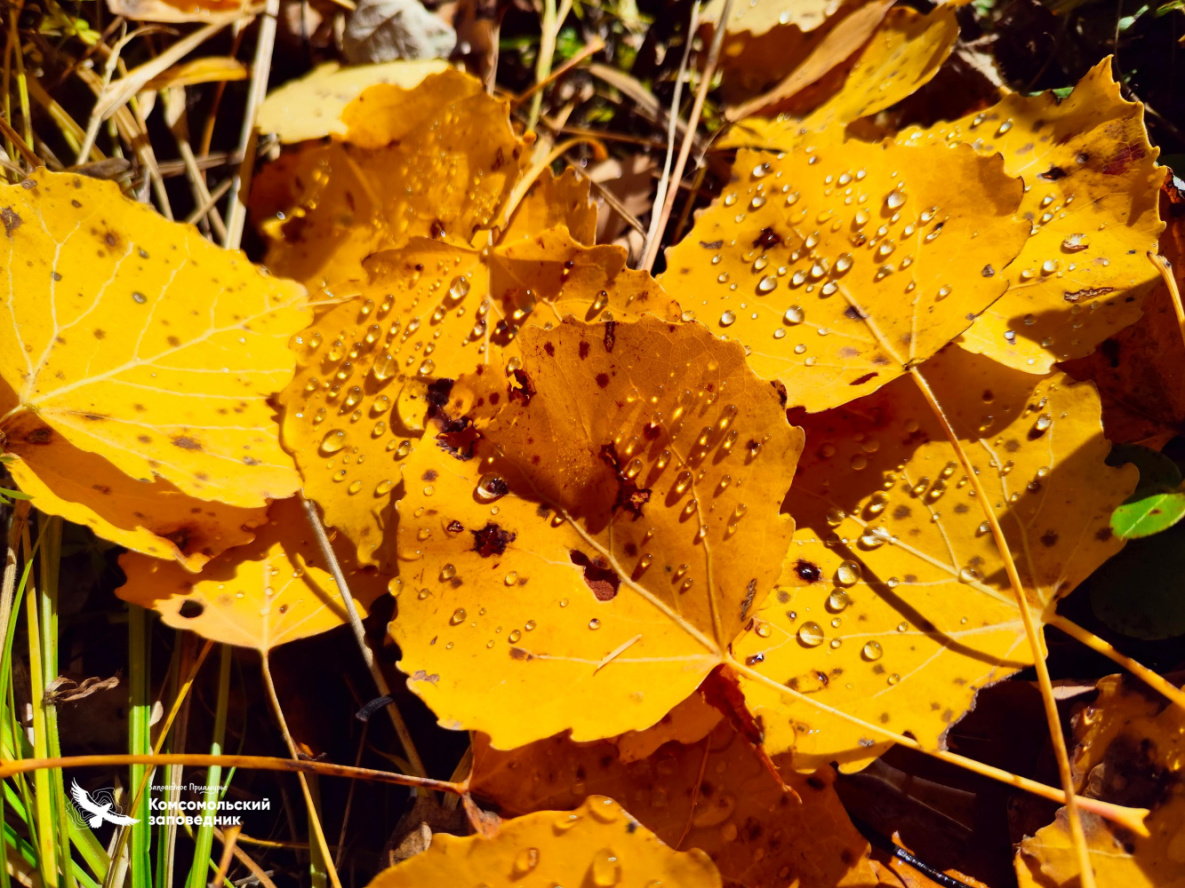 Народные приметы на 16 октября: сегодня нельзя выходить из дому без осиновой коры