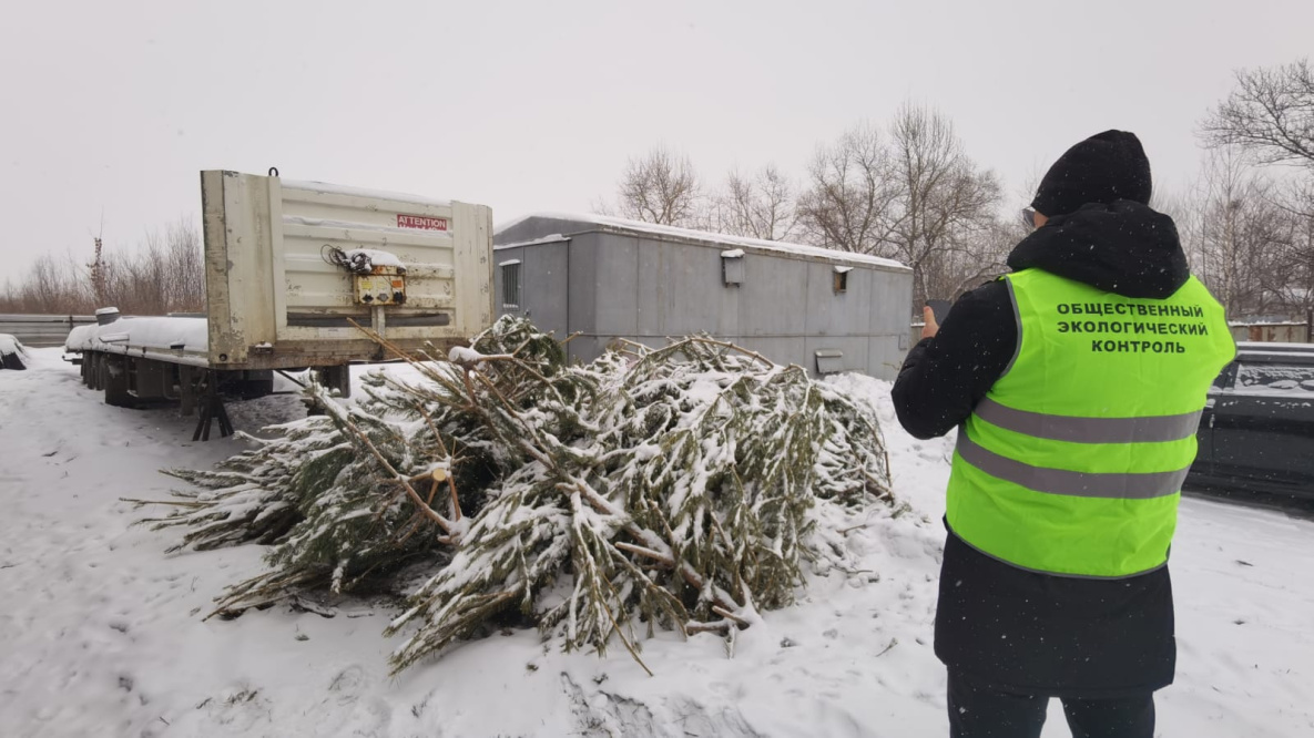Огромную свалку новогодних ёлок нашли в Хабаровске