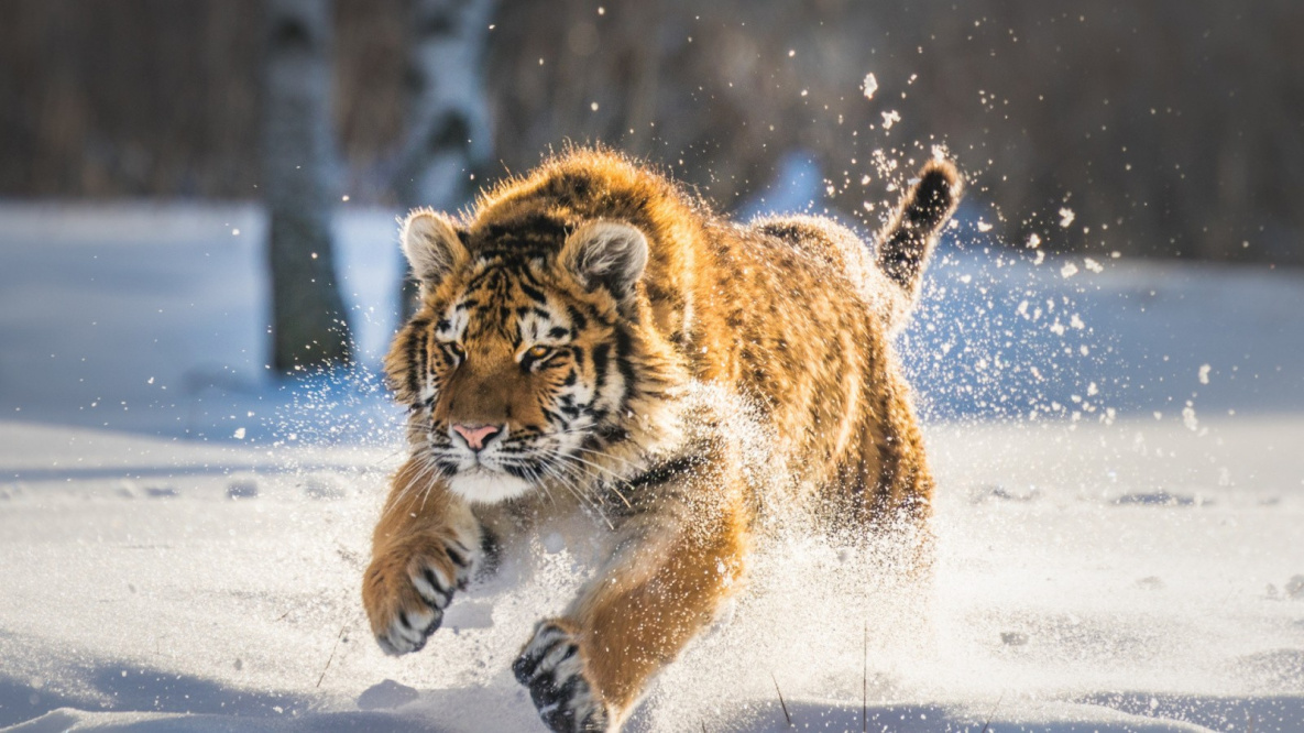 Человек испортил тигру охоту в пригороде Хабаровска