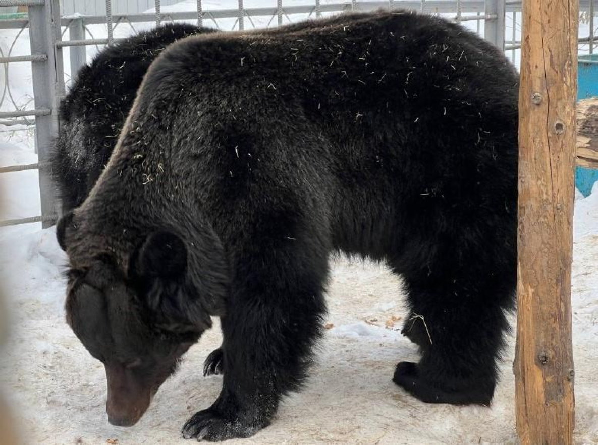 Весна пробудила медведей комсомольского зоологического центра «Питон»