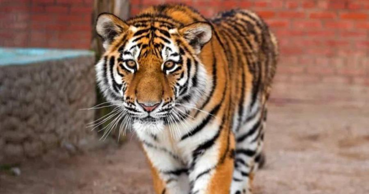 В Комсомольске-на-Амуре будут разводить амурских тигров