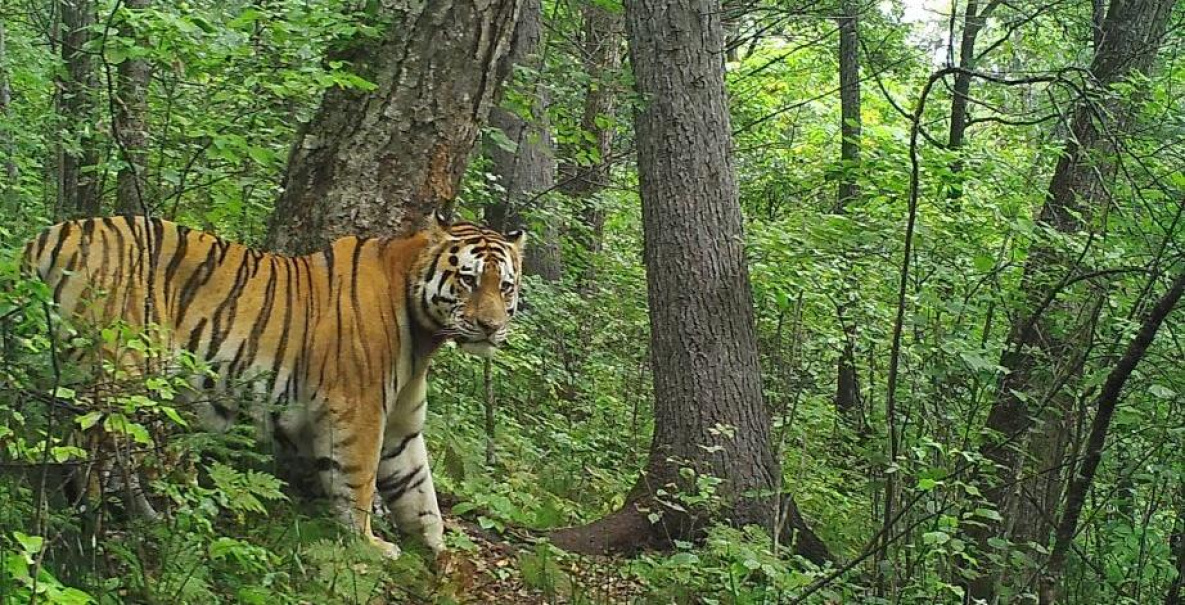 В Хабаровском крае тигр убил фермерского жеребёнка