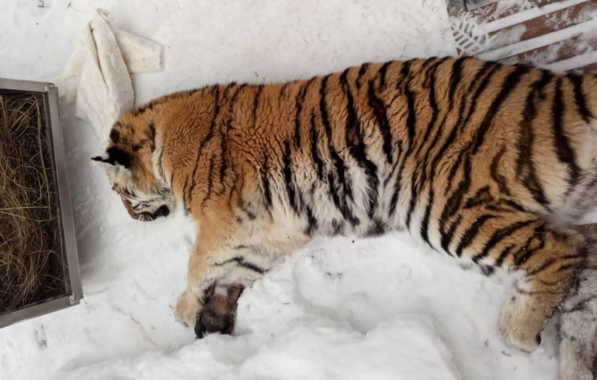В Хабаровском крае тигрица поймалась в собачьем вольере