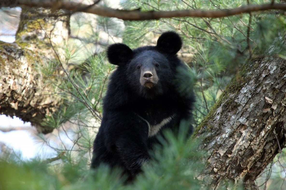 Гималайский медведь в Хабаровском крае покусал двух грибников