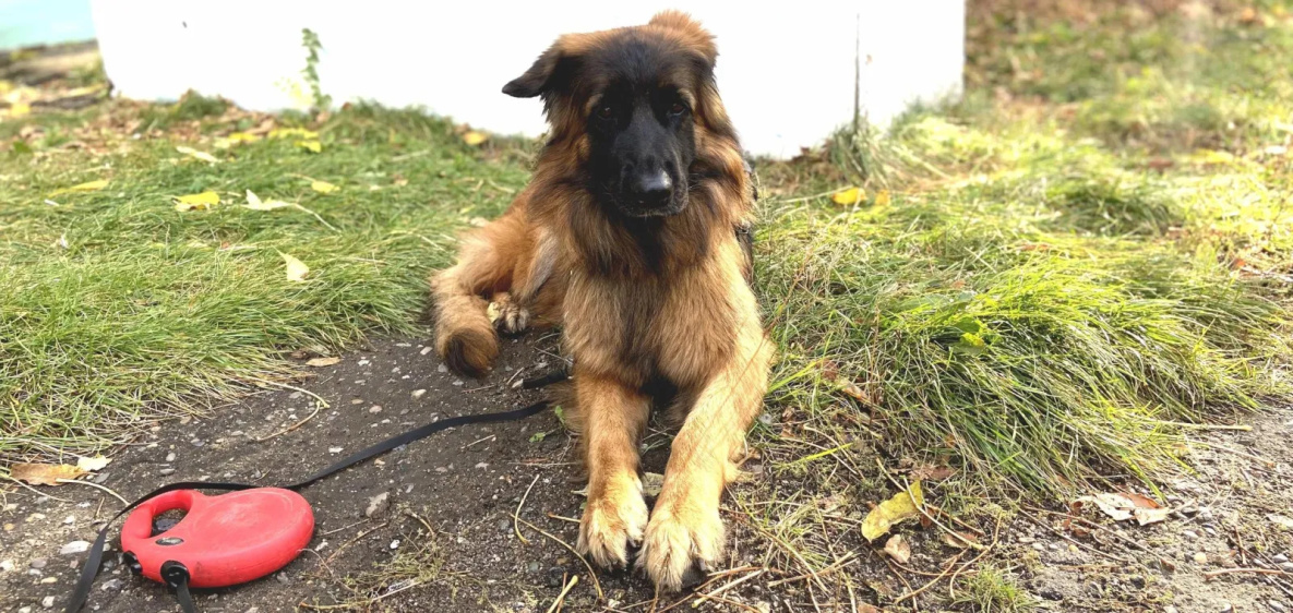 Собаку-поводыря выдали в Хабаровском крае ветерану СВО