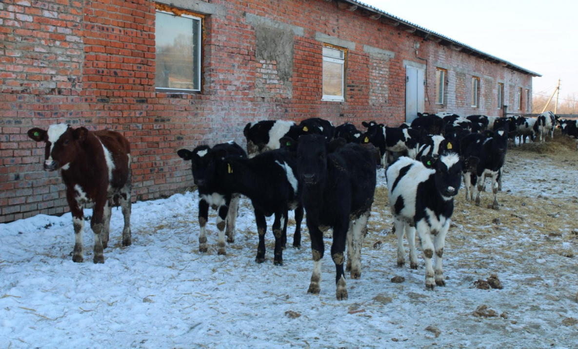 В Хабаровском крае наращивают молочное поголовье