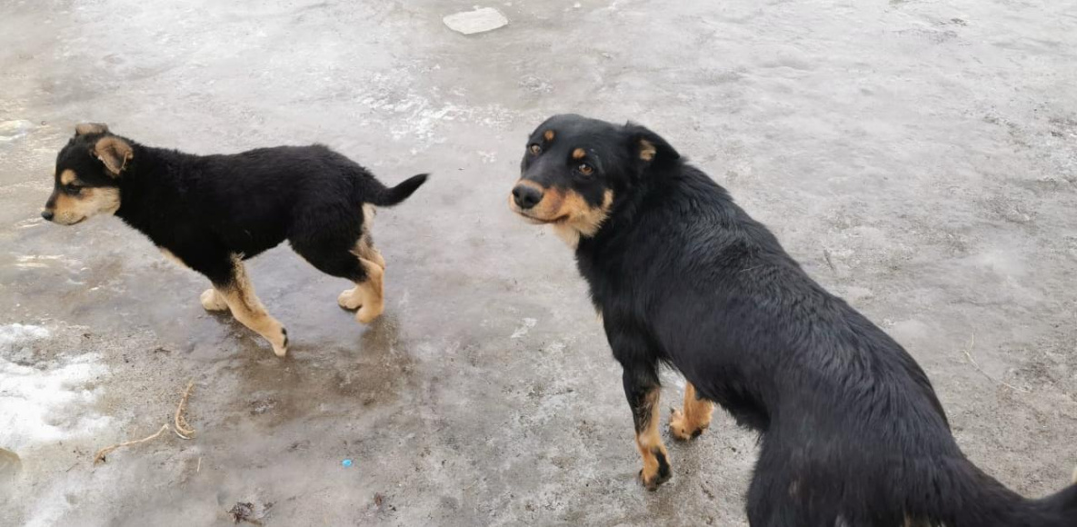 В окрестностях Хабаровска жители борются с бездомными собаками, как могут