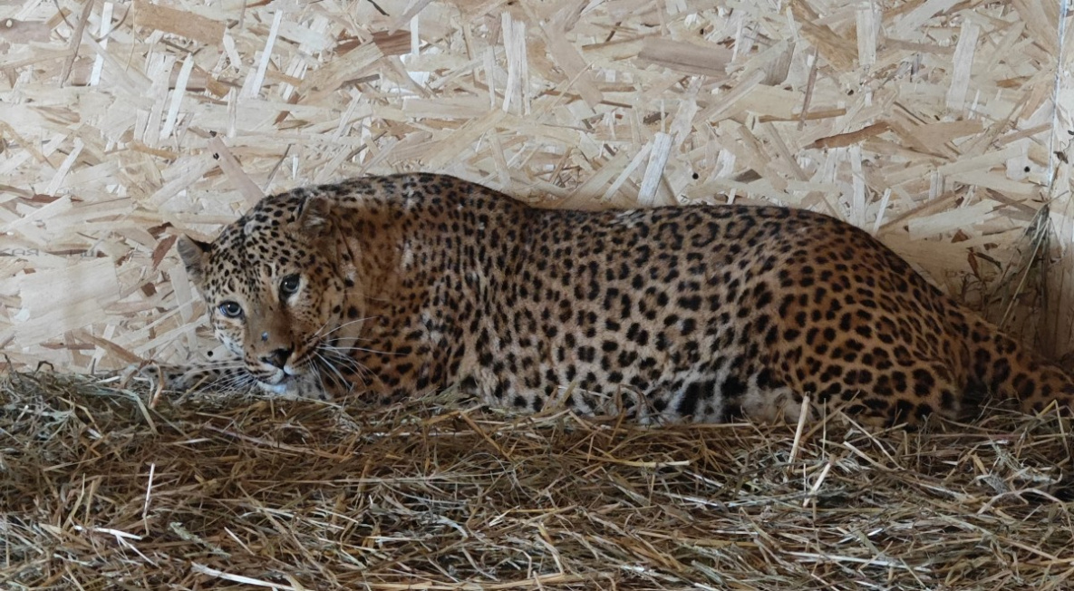 Несчастных леопардов из хабаровского кафе приютили в Приморье 