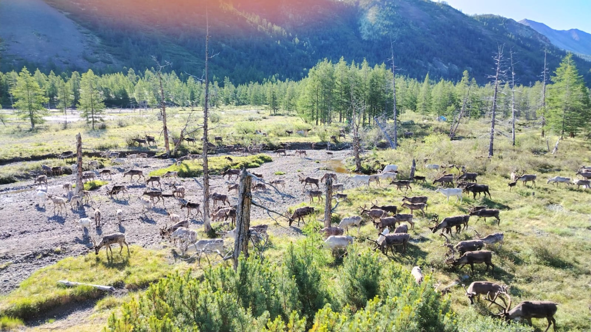 Масштабную диспансеризацию оленей завершили ветеринары в Охотском округе