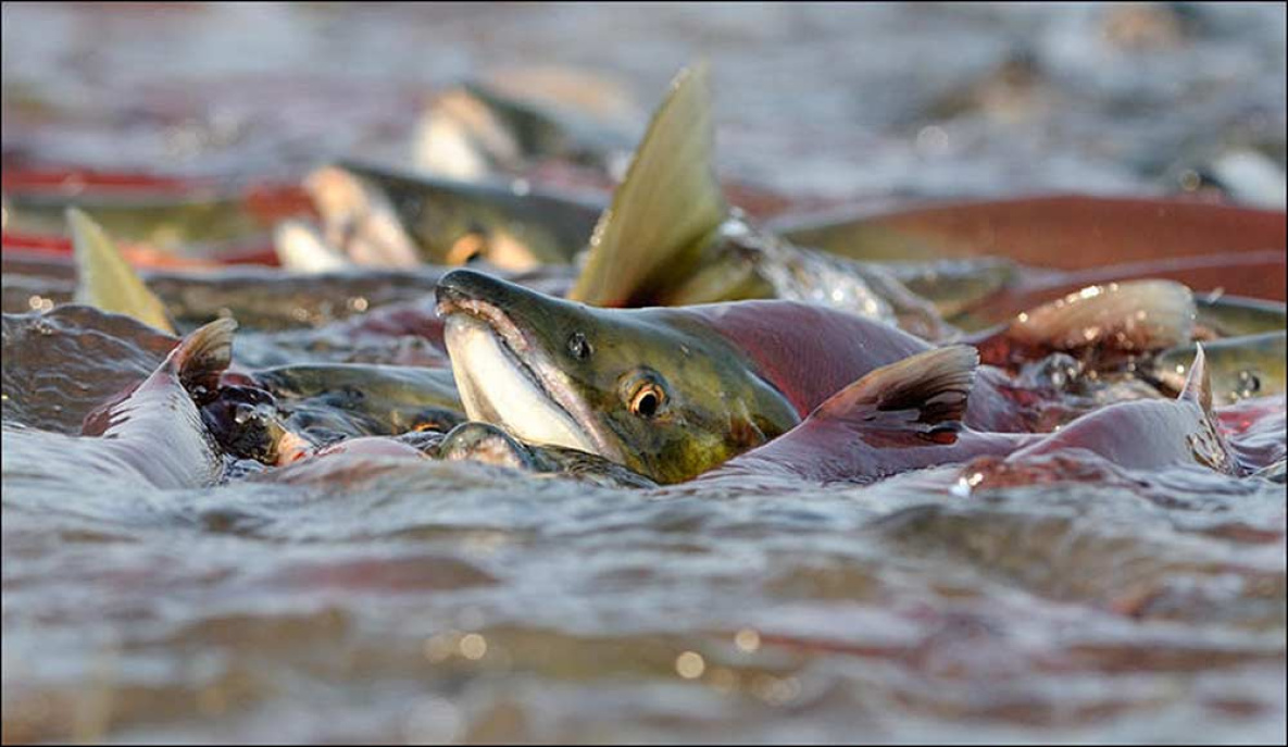 Тихоокеанские лососи хорошо отнерестились в Амуре в прошлом году