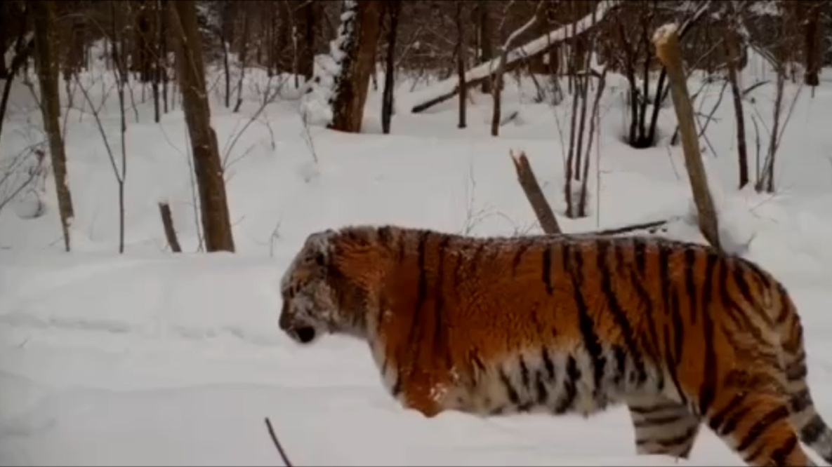 Хабаровская тигрица с жёлтыми боками вновь стала матерью трёх тигрят