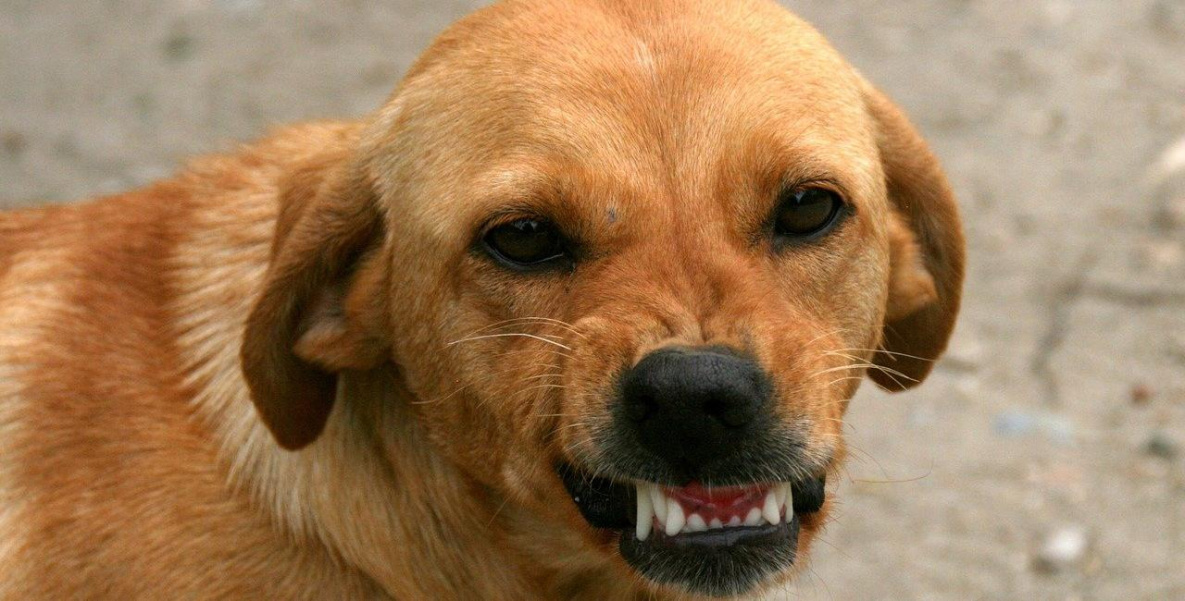 Регионам РФ дадут право усыплять бездомных собак