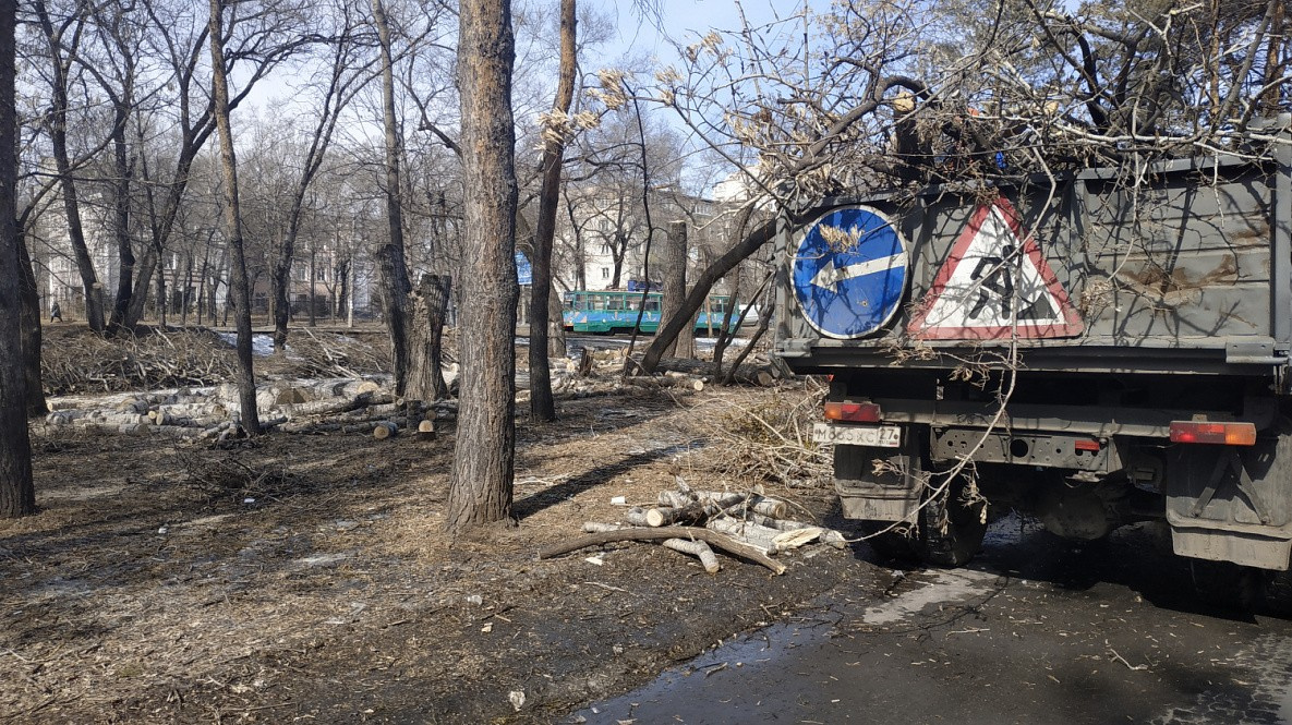 Старые деревья в Хабаровске пустят под пилы и секаторы