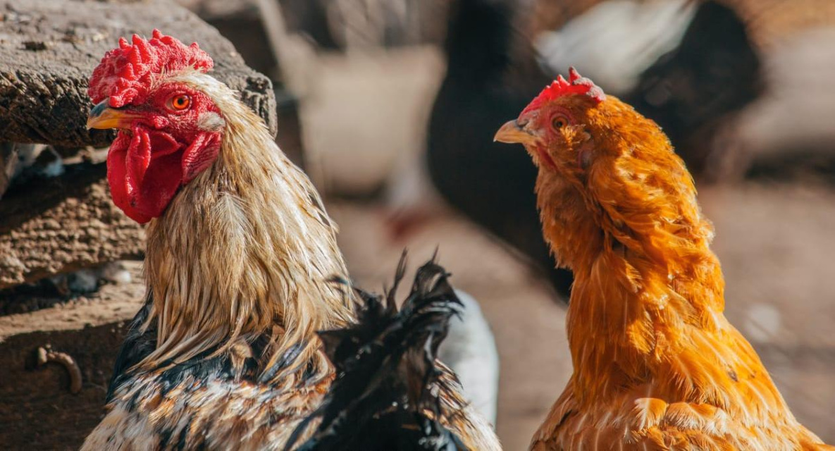 На комсомольскую птицефабрику занести птичий грипп могли воробьи и сороки