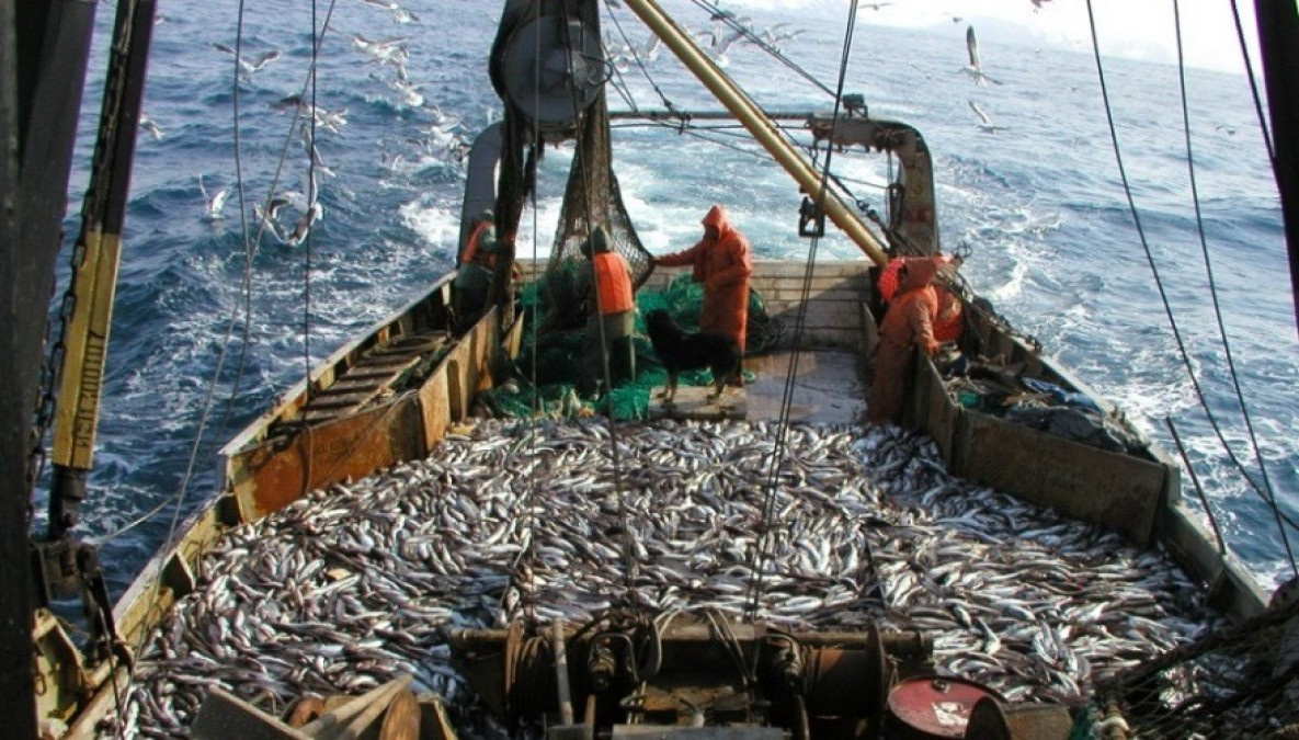 Хабаровские рыбаки смогут нарастить поставки рыбы в Китай