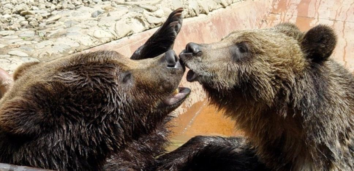 Хабаровские медведи Маша и Балу впервые никого не родили