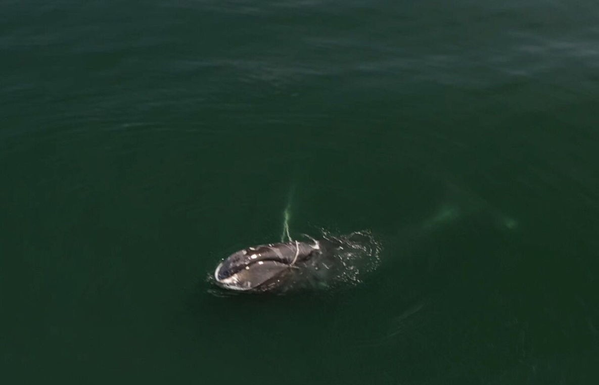 В Хабаровском крае пытаются спасти запутавшегося в сетях кита