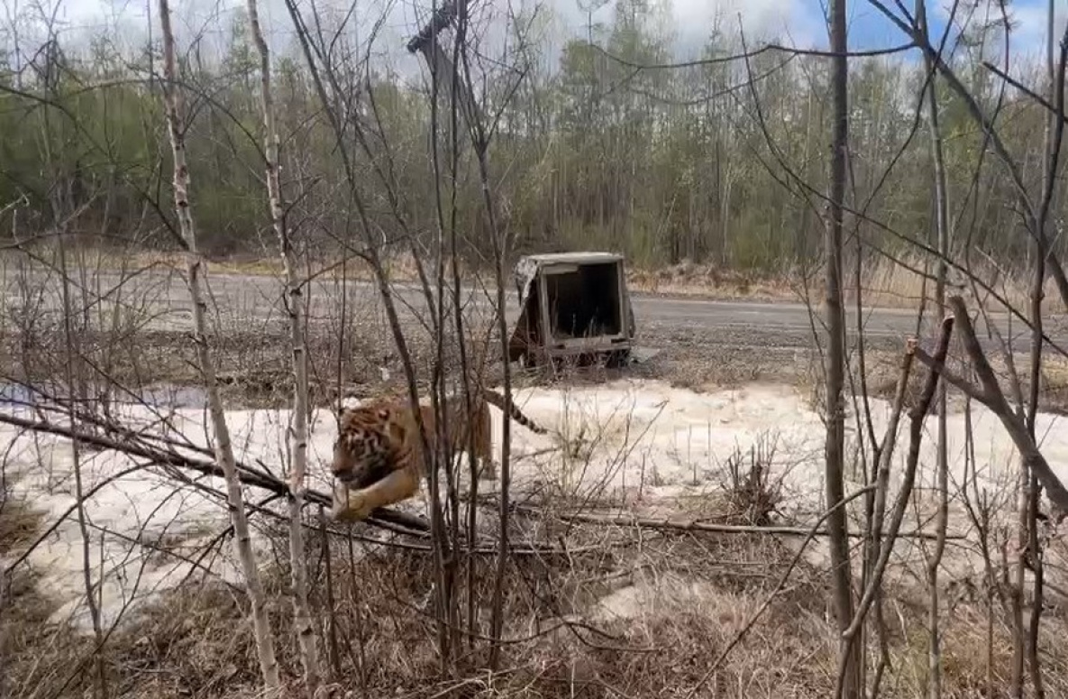 В Хабаровском крае вернули в дикую природу конфликтного тигра