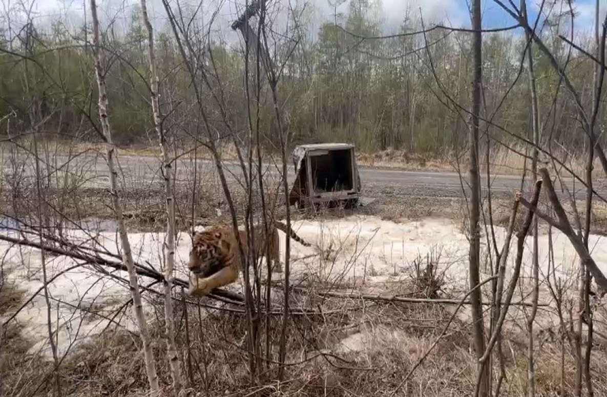 В Хабаровском крае вернули в дикую природу конфликтного тигра | 14.05.2024  | Хабаровск - БезФормата