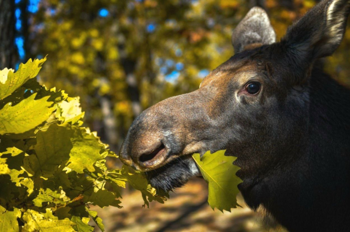 Зоосад «Приамурский» в Хабаровске переходит на новое расписание