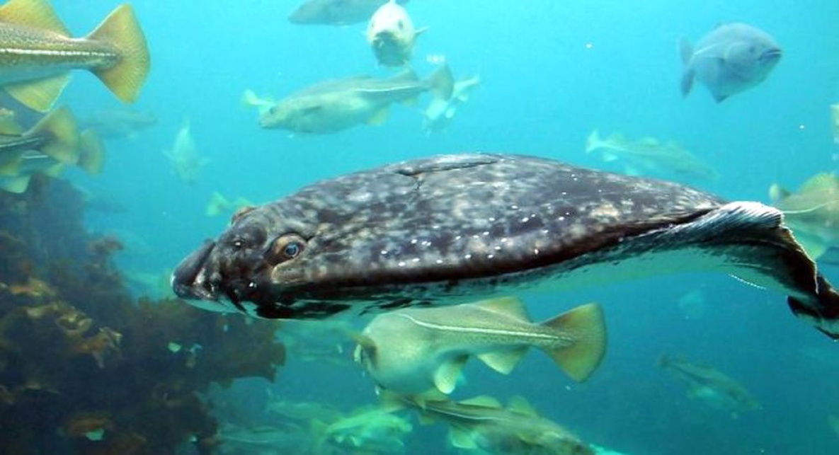 Учёные предложили резко ограничить лов палтуса в Охотском море