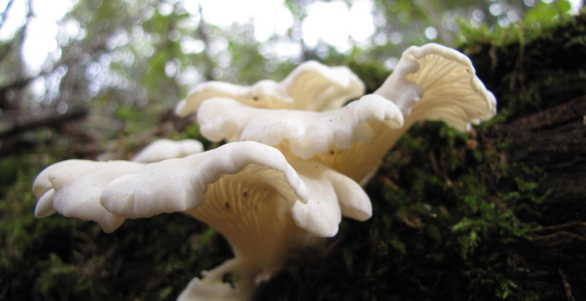 В Хабаровском крае сезон грибов «смыло» дождями 