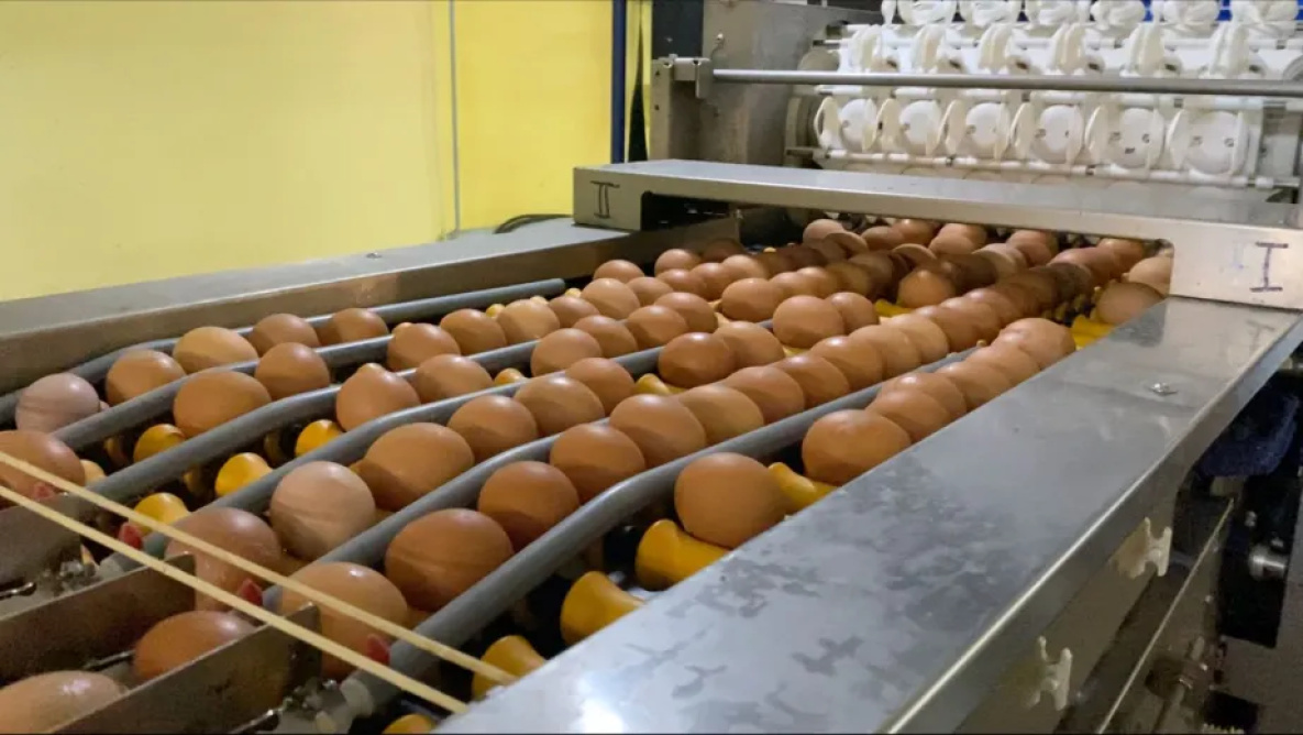 Нацпроект позволил птицефабрике в Хабаровском крае повысить качество яиц
