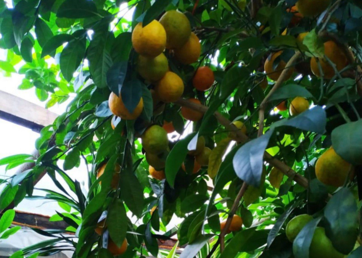 В Хабаровском крае созрел небывалый урожай мандаринов