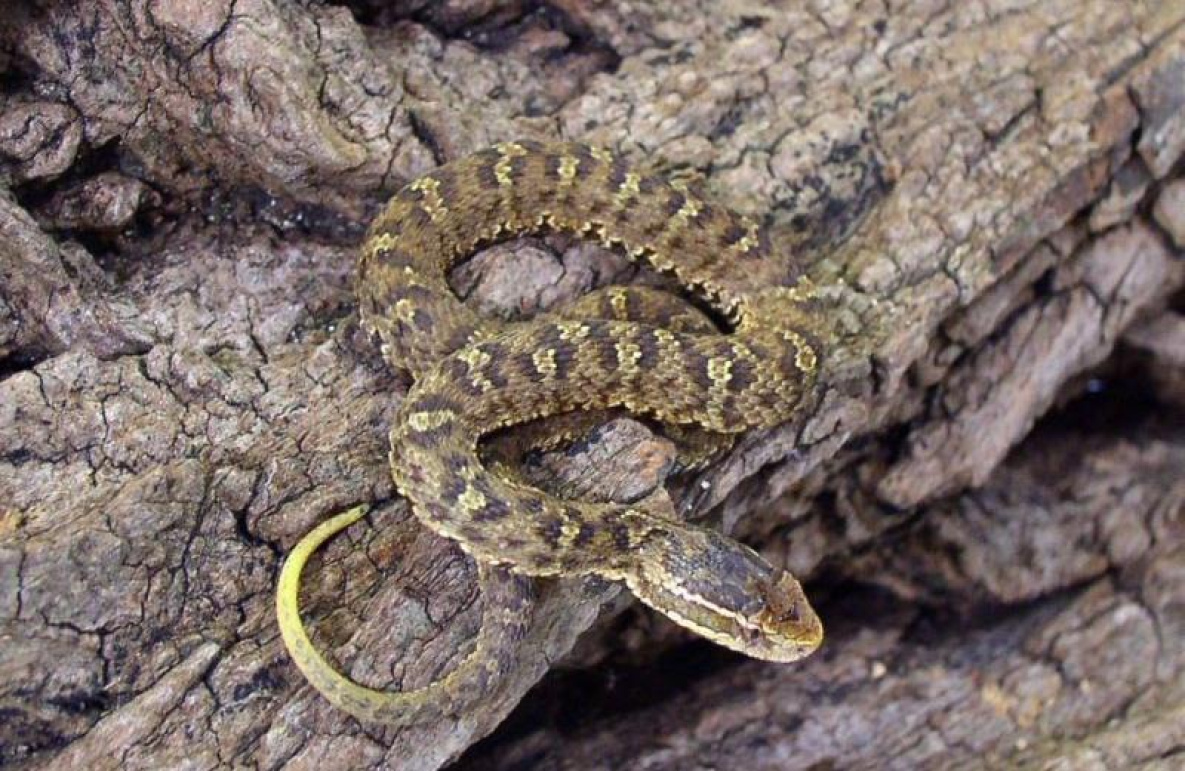 Какие змеи особенно опасны для человека?