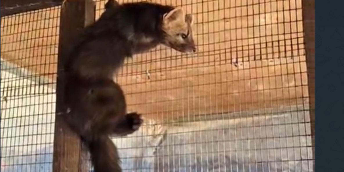 Соболь с удивительной историей появился в Приамурском зоосаде