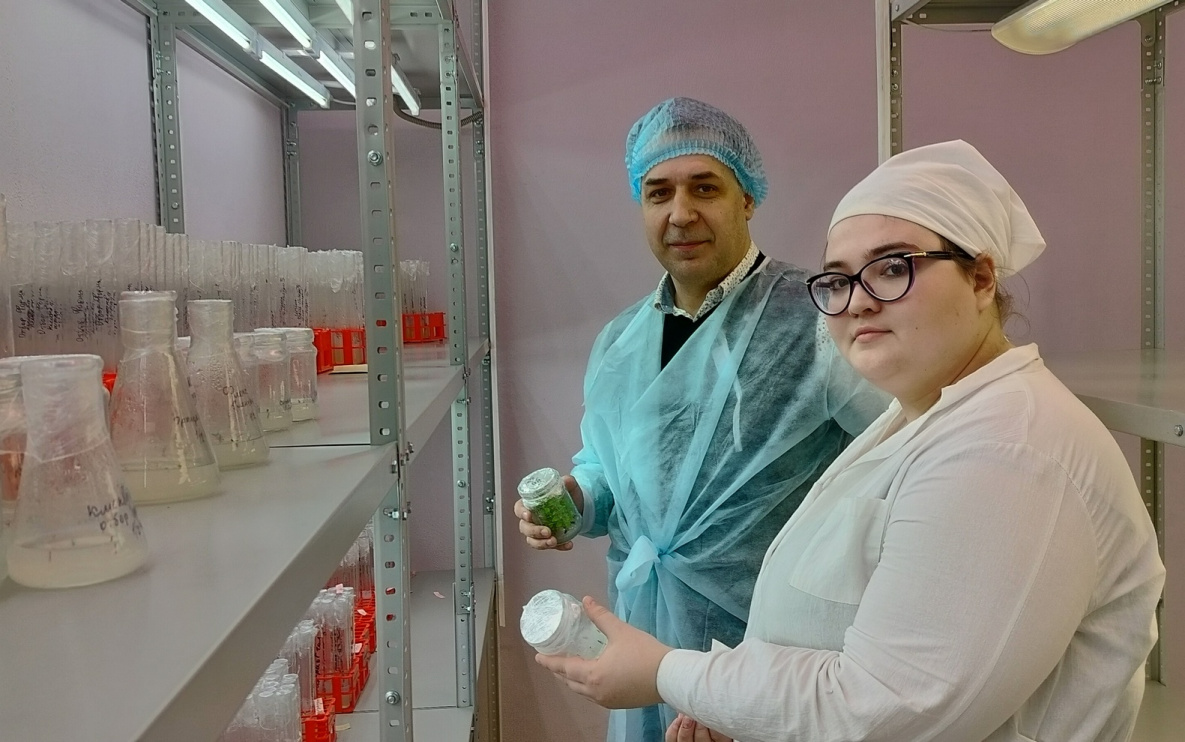В Хабаровске откроют первый в ДФО центр клонирования картошки