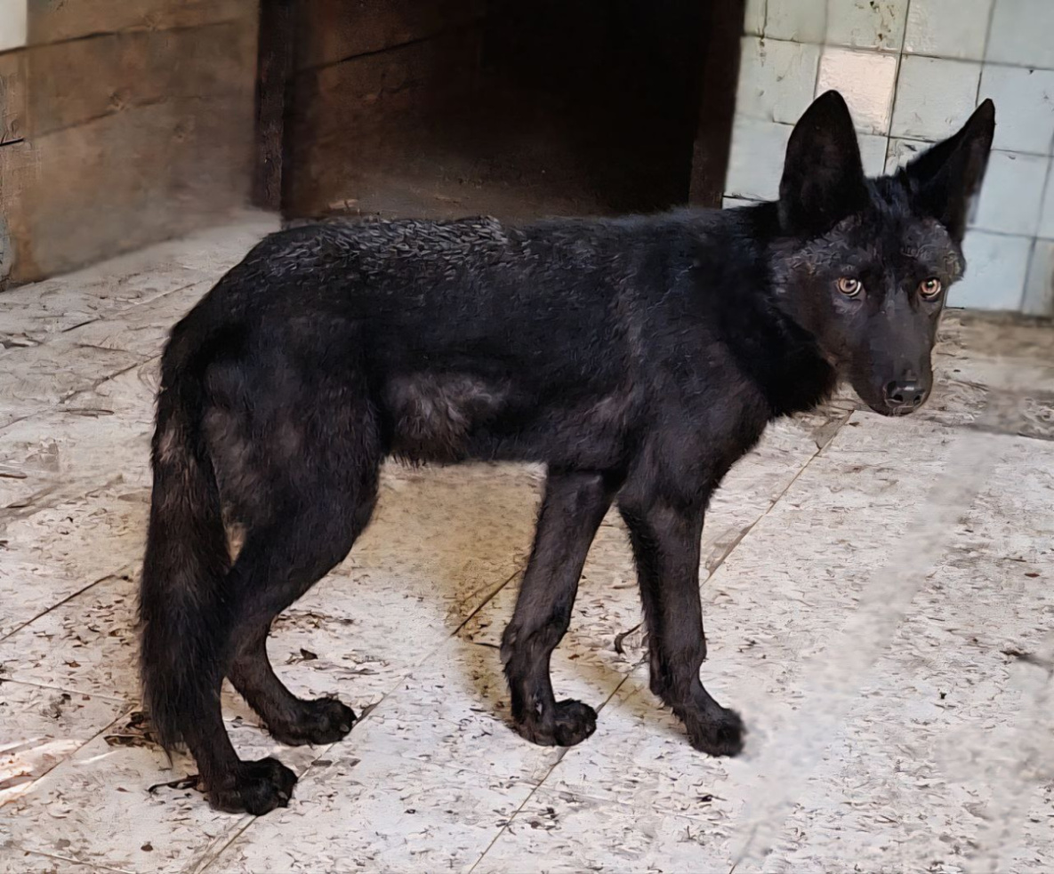 Канадский волк пополнил список питомцев хабаровского зоосада «Приамурский»