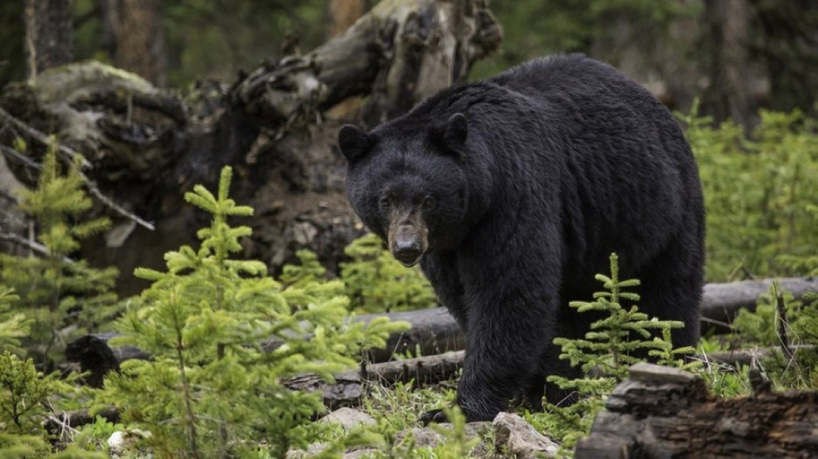 В Хабаровском крае дополнительно разъяснили ситуацию с охотой на гималайского медведя
