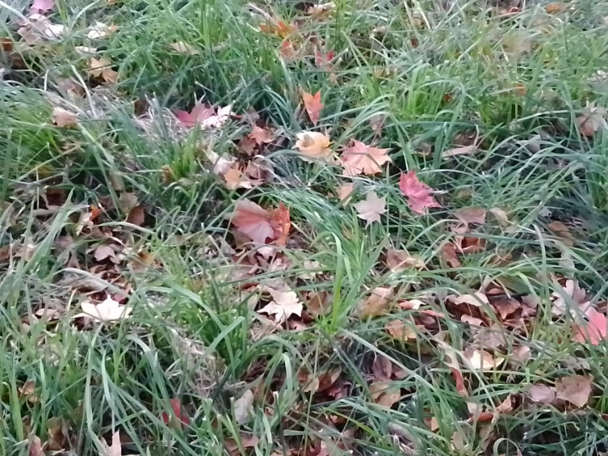 Праздники сегодня: День собирания осенних листьев